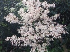 Japanse Esdoorn (Acer Palmatum 'Ukigumo') -Garden Plants Series Store acer palm. ukigumo 2