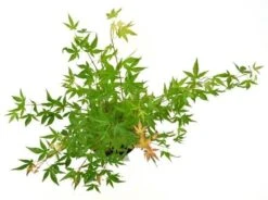 Japanse Esdoorn (Acer Palmatum 'Wilson's Pink Dwarf') -Garden Plants Series Store acer palm. wilson pink dwarf c3 3