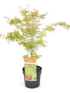 Japanse Esdoorn (Acer Palmatum 'Wilson's Pink Dwarf') -Garden Plants Series Store acer palm. wilson s pink dwarf c3