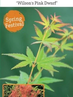 Japanse Esdoorn (Acer Palmatum 'Wilson's Pink Dwarf') -Garden Plants Series Store acer palm. wilson s pink dwarf c3 1