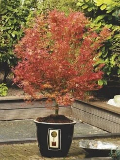 Japanse Esdoorn (Acer Palmatum 'Wilson's Pink Dwarf') -Garden Plants Series Store acer palm. wilson s pink dwarf c3 2