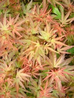 Japanse Esdoorn (Acer Palmatum 'Wilson's Pink Dwarf') -Garden Plants Series Store acer palm. wilson s pink dwarf c3 3