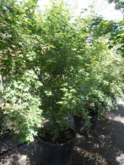 Japanse Esdoorn (Acer Palmatum) -Garden Plants Series Store acer palmatum 200 250 300 c130 1
