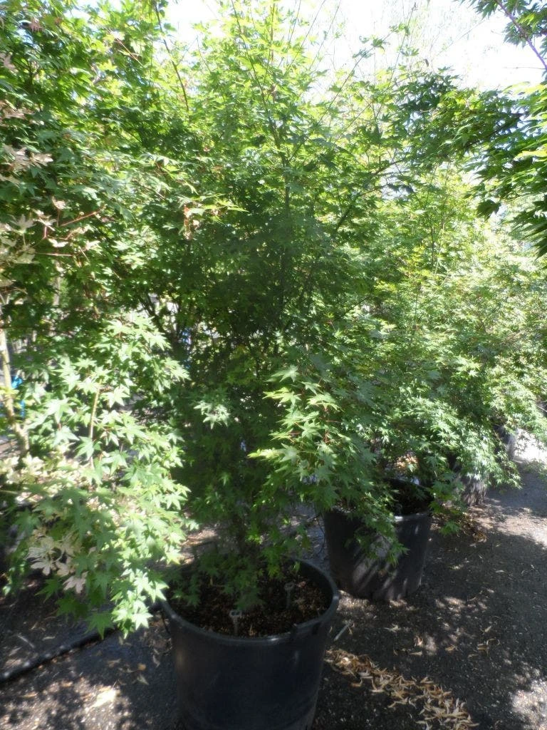 Japanse Esdoorn (Acer Palmatum) 12 Japanse Esdoorn (Acer Palmatum) - Image 10