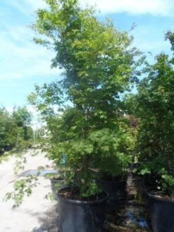 Japanse Esdoorn (Acer Palmatum) -Garden Plants Series Store acer palmatum 250 300 c500 1