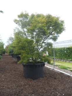 Japanse Esdoorn (Acer Palmatum) -Garden Plants Series Store acer palmatum 350 400 c1000 1
