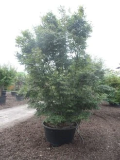 Japanse Esdoorn (Acer Palmatum) -Garden Plants Series Store acer palmatum 350 400 c500 1