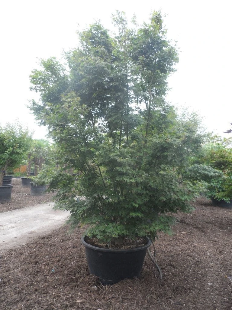 Japanse Esdoorn (Acer Palmatum) 10 Japanse Esdoorn (Acer Palmatum) - Image 8