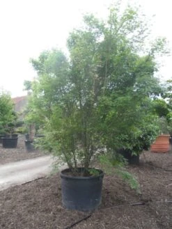 Japanse Esdoorn (Acer Palmatum) 28 Japanse Esdoorn (Acer Palmatum) -Garden Plants Series Store acer palmatum 350 400 c500 2