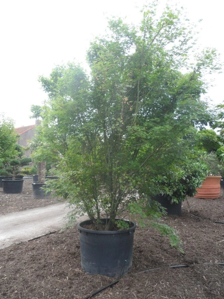 Japanse Esdoorn (Acer Palmatum) 13 Japanse Esdoorn (Acer Palmatum) - Image 11