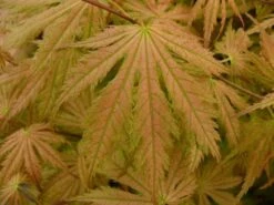 Japanse Esdoorn (Acer Palmatum 'Ariadne') -Garden Plants Series Store acer palmatum ariadne 1