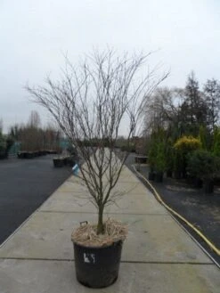 Japanse Esdoorn (Acer Palmatum 'Atropurpureum') -Garden Plants Series Store acer palmatum atropurpureum 200 250 c110 1