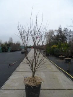 Japanse Esdoorn (Acer Palmatum 'Fireglow') -Garden Plants Series Store acer palmatum atropurpureum fireglow 200 250 c110