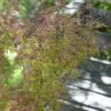 Japanse Esdoorn (Acer Palmatum 'Beni-komachi')