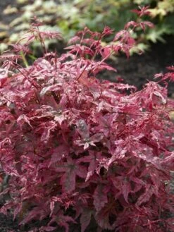 Japanse Esdoorn (Acer Palmatum 'Beni-maiko')