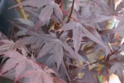 Japanse Esdoorn (Acer Palmatum 'Bloodgood') -Garden Plants Series Store acer palmatum bloodgood 2 1