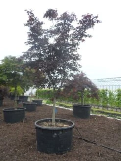 Japanse Esdoorn (Acer Palmatum 'Bloodgood') -Garden Plants Series Store acer palmatum bloodgood halfstam c750 1