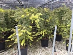 Japanse Esdoorn (Acer Palmatum 'Butterfly') -Garden Plants Series Store acer palmatum butterfly
