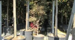 Japanse Esdoorn (Acer Palmatum 'Butterfly') -Garden Plants Series Store acer palmatum butterfly 100 125