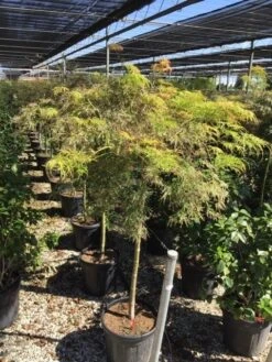 Japanse Esdoorn Op Stam (Acer Palmatum 'Viridis') -Garden Plants Series Store acer palmatum dis. viridis op stam c20