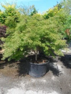 Japanse Esdoorn (Acer Palmatum 'Dissectum') 26 Japanse Esdoorn (Acer Palmatum 'Dissectum') -Garden Plants Series Store acer palmatum dissectum 125 150 175 c200 struikvorm extra