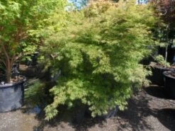 Japanse Esdoorn (Acer Palmatum 'Dissectum') 25 Japanse Esdoorn (Acer Palmatum 'Dissectum') -Garden Plants Series Store acer palmatum dissectum 125 150 175 c200 struikvorm extra 2