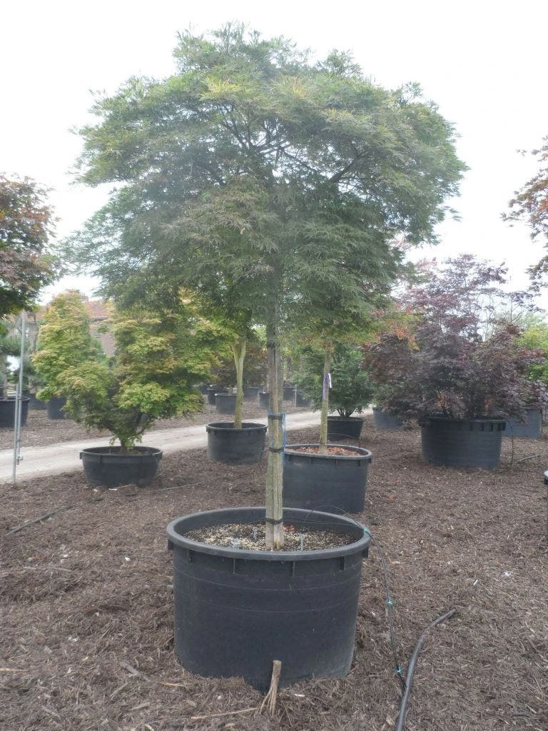 Japanse Esdoorn (Acer Palmatum 'Dissectum') 13 Japanse Esdoorn (Acer Palmatum 'Dissectum') - Image 11