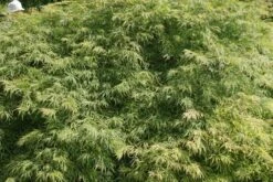 Japanse Esdoorn (Acer Palmatum 'Dissectum') 39 Japanse Esdoorn (Acer Palmatum 'Dissectum') -Garden Plants Series Store acer palmatum dissectum 2