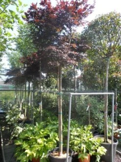 Japanse Esdoorn (Acer Palmatum 'Fireglow') -Garden Plants Series Store acer palmatum fireglow 12 14ho cont