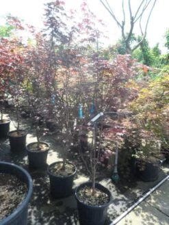 Japanse Esdoorn (Acer Palmatum 'Fireglow') -Garden Plants Series Store acer palmatum fireglow 150 175 c35