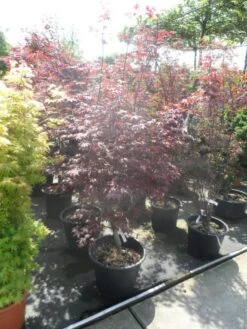 Japanse Esdoorn (Acer Palmatum 'Fireglow') -Garden Plants Series Store acer palmatum fireglow 150 175 c50