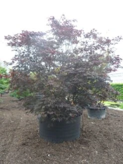 Japanse Esdoorn (Acer Palmatum 'Fireglow') -Garden Plants Series Store acer palmatum fireglow solitair c1500 extra