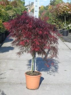 Japanse Esdoorn (Acer Palmatum 'Garnet') -Garden Plants Series Store acer palmatum garnet halfstam c25