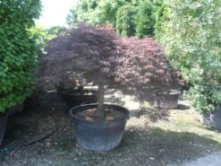 Japanse Esdoorn (Acer Palmatum 'Garnet') -Garden Plants Series Store acer palmatum garnet halfstam c500 extra