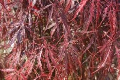 Japanse Esdoorn (Acer Palmatum 'Inabe-shidare') -Garden Plants Series Store acer palmatum inaba shidare 2
