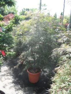 Japanse Esdoorn (Acer Palmatum 'Ornatum') -Garden Plants Series Store acer palmatum ornatum 125 150 c25