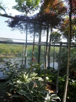 Japanse Esdoorn (Acer Palmatum 'Ornatum') -Garden Plants Series Store acer palmatum ornatum 180 200stam 10 12