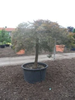 Japanse Esdoorn (Acer Palmatum 'Ornatum') -Garden Plants Series Store acer palmatum ornatum halfstam c500 solitair extra
