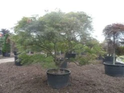 Japanse Esdoorn (Acer Palmatum 'Ornatum') -Garden Plants Series Store acer palmatum ornatum solitair extra