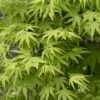 Japanse Esdoorn (Acer Palmatum 'Ryusen') -Garden Plants Series Store acer palmatum ryusen 1