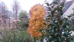 Japanse Esdoorn (Acer Palmatum 'Ryusen') -Garden Plants Series Store acer palmatum ryusen herfstkleur 3 1