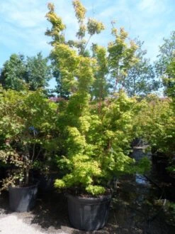 Japanse Esdoorn (Acer Palmatum 'Sangokaku') -Garden Plants Series Store acer palmatum sangokaku 250 300 c240 1