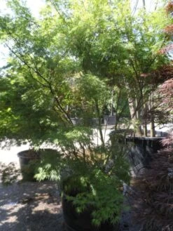 Japanse Esdoorn (Acer Palmatum 'Seiryu') -Garden Plants Series Store acer palmatum seiryu 225 250 c160