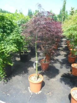 Japanse Esdoorn Op Stam (Acer Palmatum 'Tamuke Yama') -Garden Plants Series Store acer palmatum tamukeyama halfstam c12