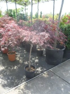 Japanse Esdoorn Op Stam (Acer Palmatum 'Tamuke Yama') -Garden Plants Series Store acer palmatum tamukeyama halfstam c20