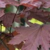 Noorse Esdoorn (Acer Platanoides 'Crimson Sentry') -Garden Plants Series Store acer platanoides crimson 1 1