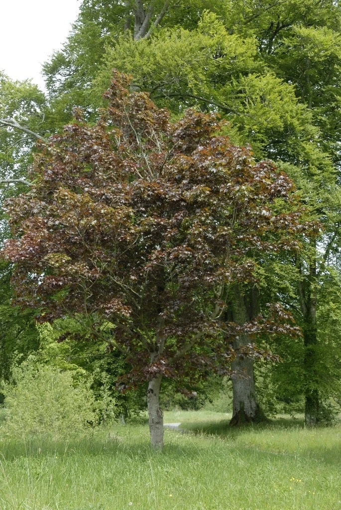 Noorse Esdoorn (Acer Platanoides 'Crimson Sentry') 4 Noorse Esdoorn (Acer Platanoides 'Crimson Sentry') - Image 2