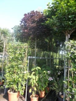 Noorse Esdoorn (Acer Platanoides 'Crimson Sentry') -Garden Plants Series Store acer platanoides crimson sentry 12 14ho cont. bol