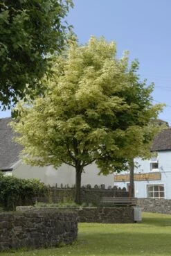 Bonte Esdoorn (Acer Platanoides 'Drummondii')