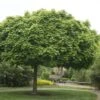 Bolesdoorn (Acer Platanoides 'Globosum') -Garden Plants Series Store acer platanoides globosum